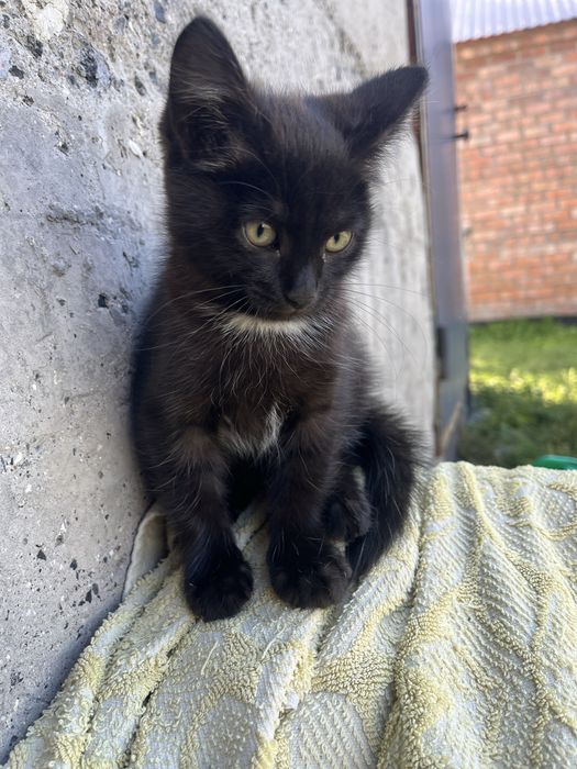 отдам котенка, мальчик