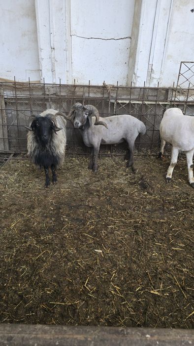 Qo'lar sotiladi.lllllll