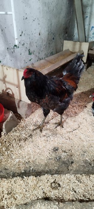 Араукана петух 8 месяцев