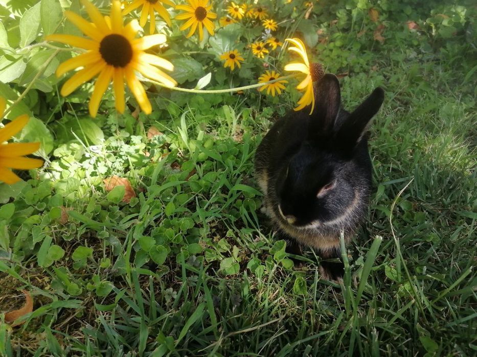 Karlik chorniy otter sames