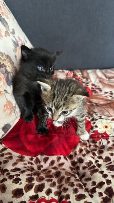 Отдам котят в добрые руки