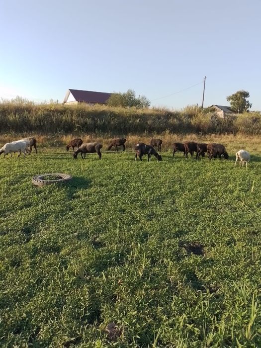 Продам баранов, 2 коров, бычка