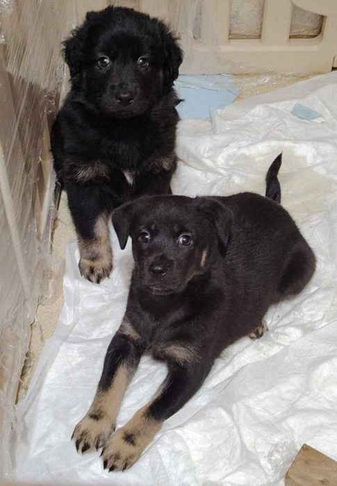 Собаки / Щенки пристраиваются Домашние / Kuchuk It