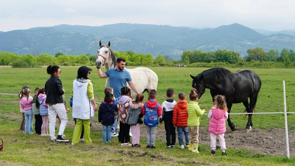 De vanzare doi cai: iapă Lipițan și cal KWPN cu Lipițan
