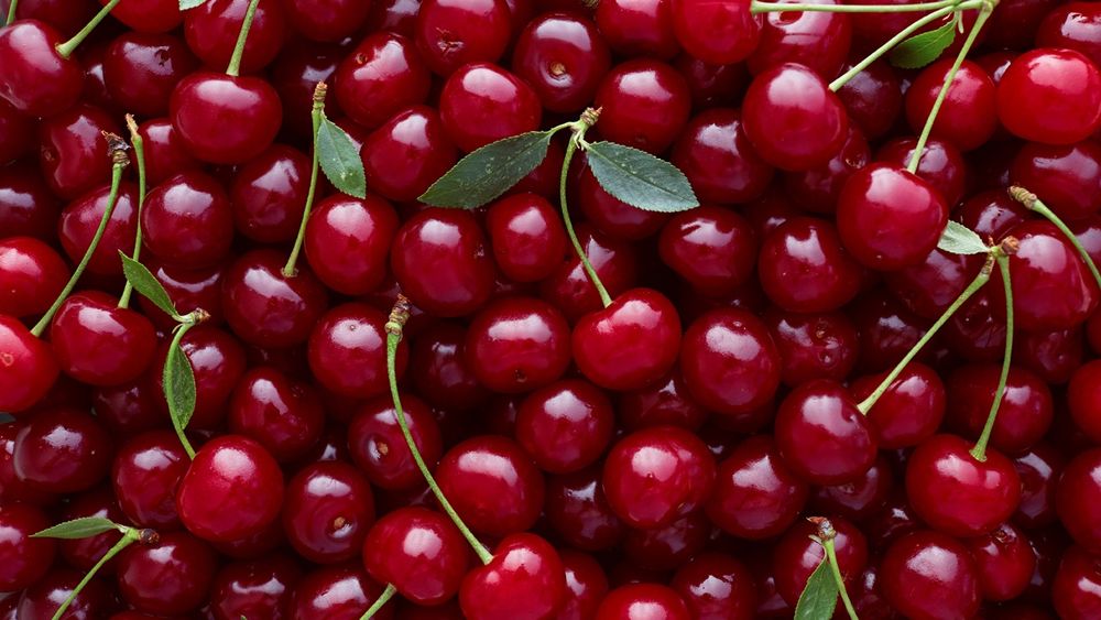 Продам вишня садовая