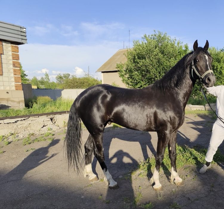 Продам орловский рысак