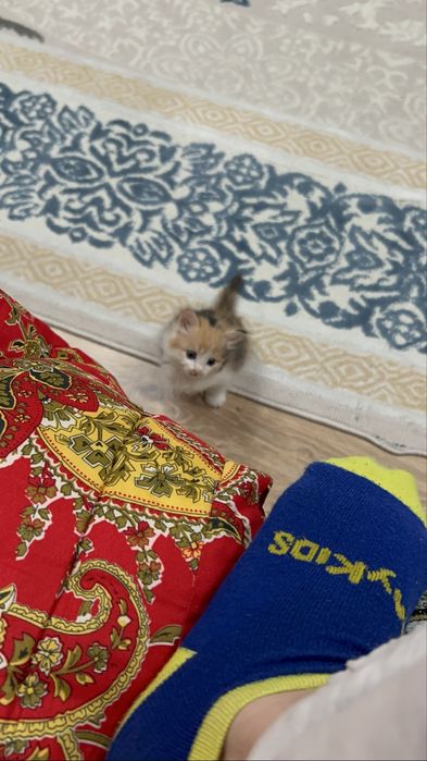 Котенок 1 месячный