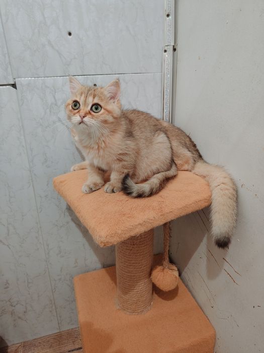 Котята золотые шиншиллы