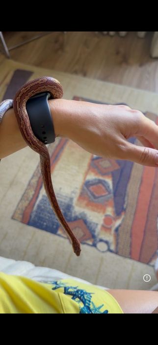 Маисовый полоз красивй окрас