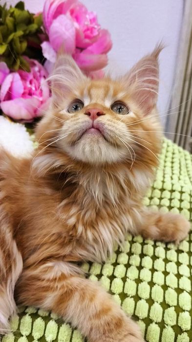 ПЛАМЕННЫЕ !! МЕЙН куны, котята