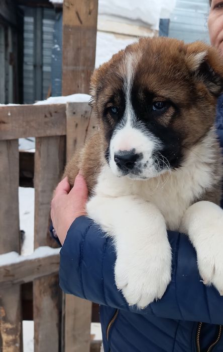 В продаже щенки среднеазиатской авчарки.