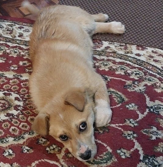 Щенок мальчик в добрые ручки