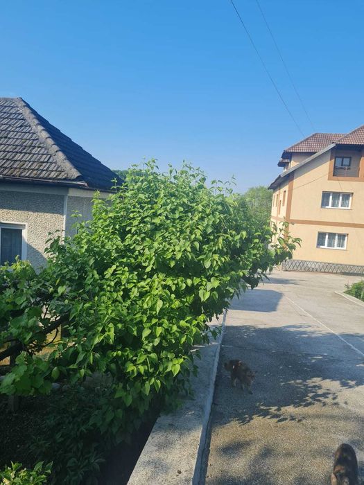 Imobil la 4 km de Rm Valcea in Budesti -Linia