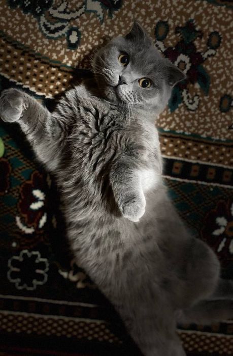 Zotdor mushuk sotiladi