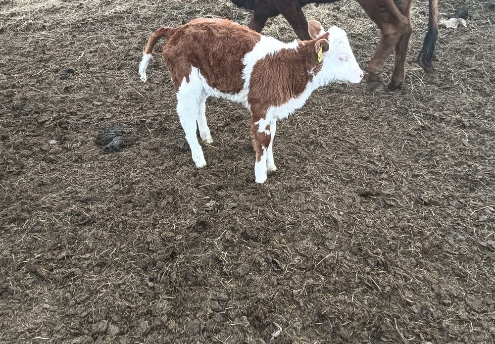 Продается теленок 2 месячный