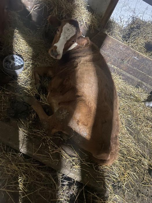 Сиыр Сатылады сүтті сиыр