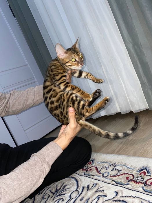 Bengal mushugi toza qon