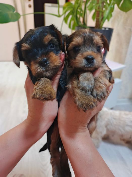 Продам щенков йоркширского терьера