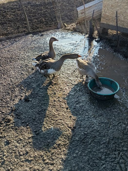 Vând familie de gâște crețe