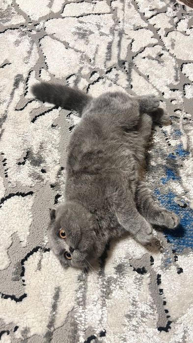 Zotdor mushuk/Зотдор Мушук/ Породистый Кот