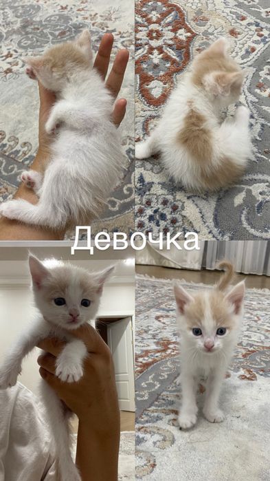 Отдаем котят в добрые, ответсвенные руки!!
