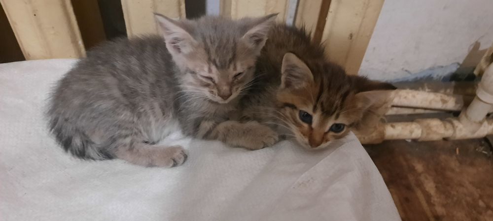 Котята в добрые руки