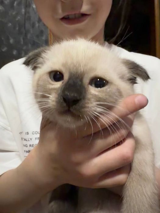 Продается котенок!