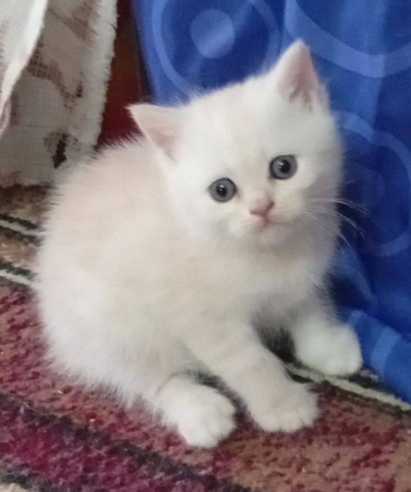 Срочно!Британские котята