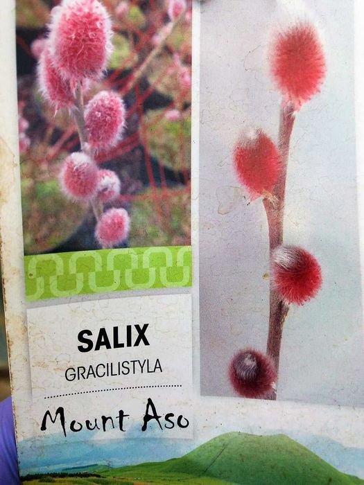 Бреза ,Липа и върба - Фиданки