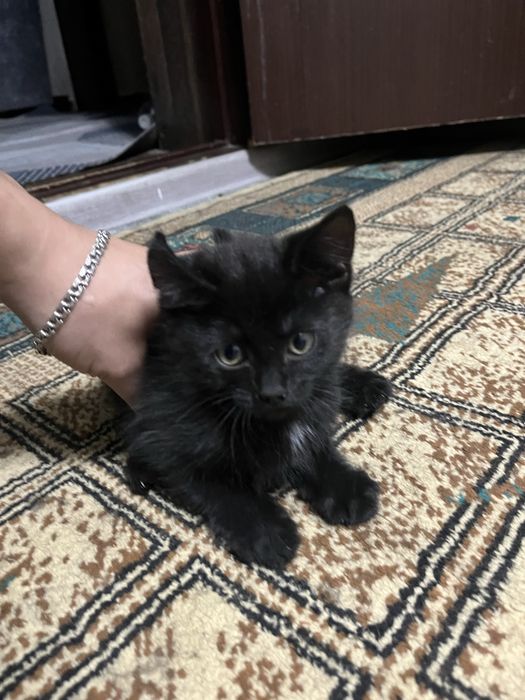 Кошка с котенком в добрые руки
