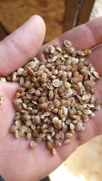 Семена Эспарцета