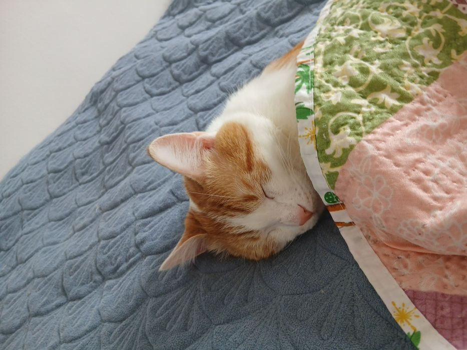 Отдам бесплатно кота