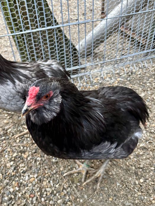 Cocosi Araucana rasa pura.