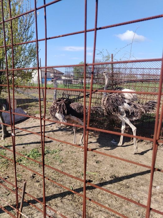 struți păsări vârstă 9 luni