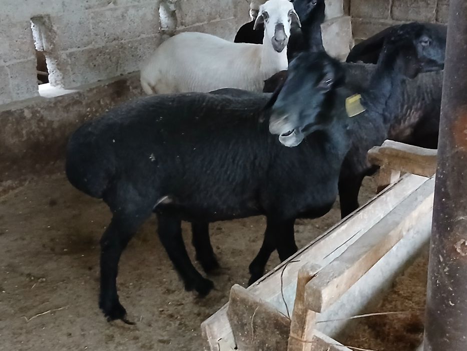 Бугоз куйлар сотилади