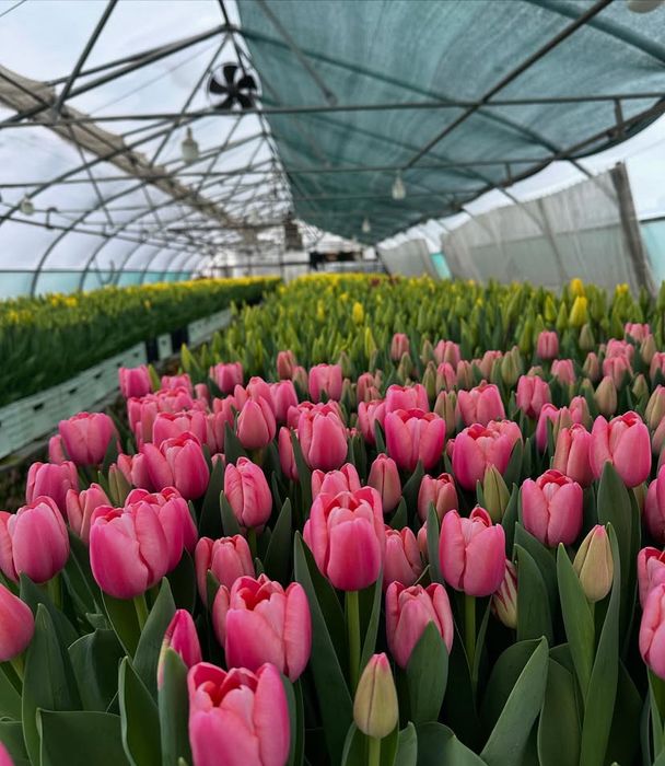 Тюльпаны Лолалар