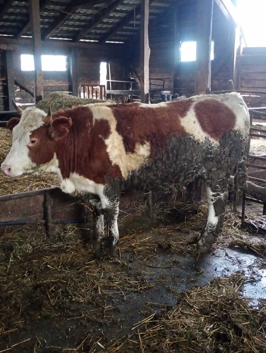 Vând juninci gestanta