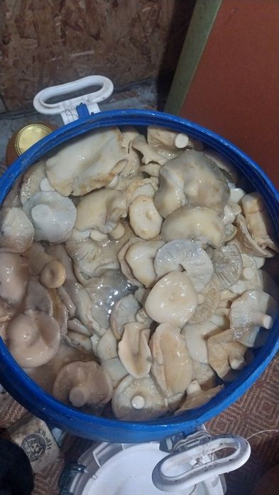 Продам грузди этого года