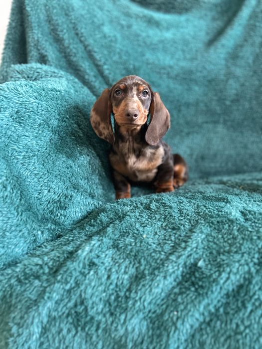 Mascul teckel cu Certificat Pedigree FCI