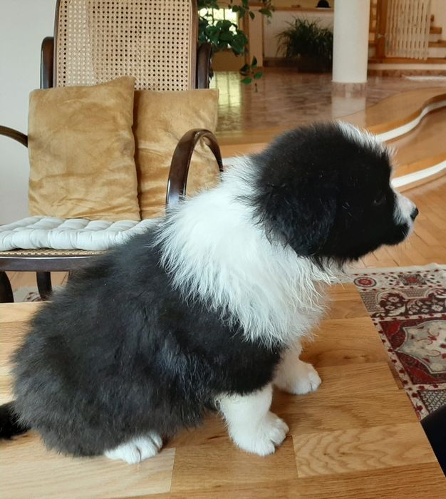 Pui Border Collie cu pedigree FCI