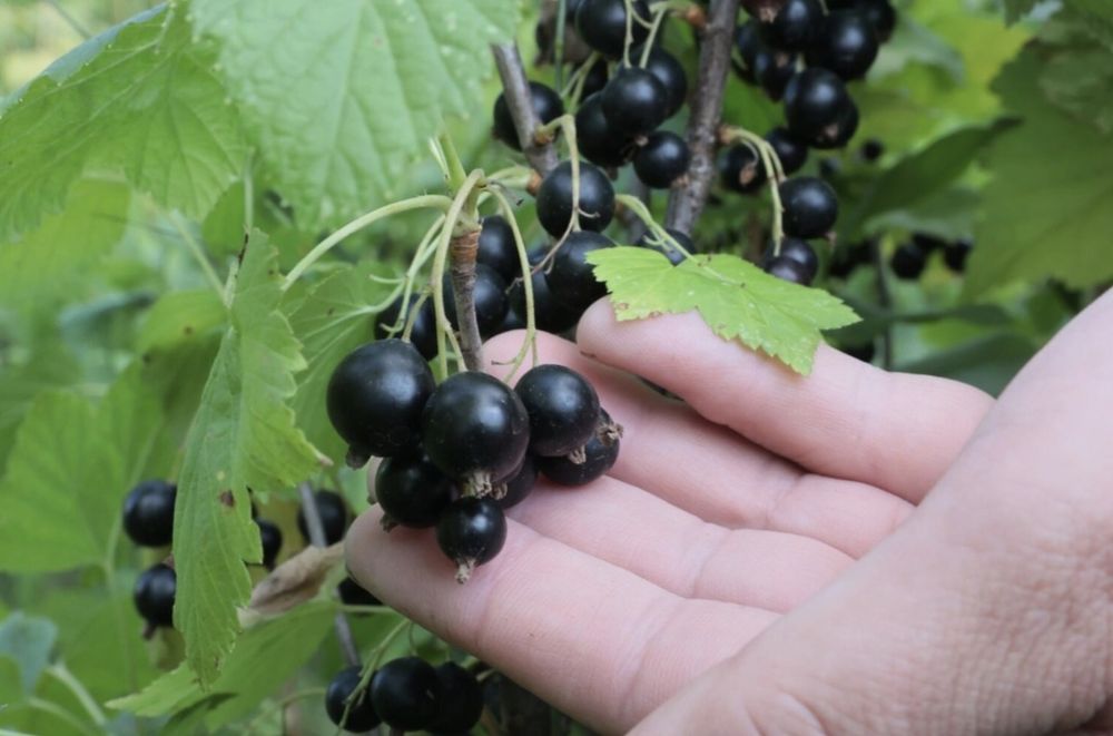 Черная смородина саженцы