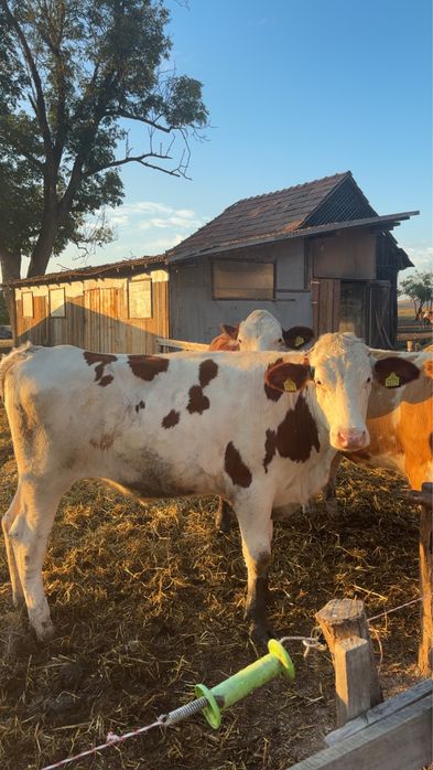 Juninca red holstein de vanzare