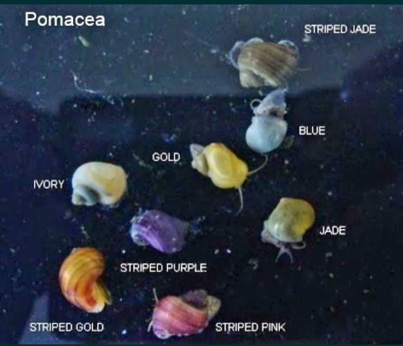 Melci pomaceea, tylomelania si plante