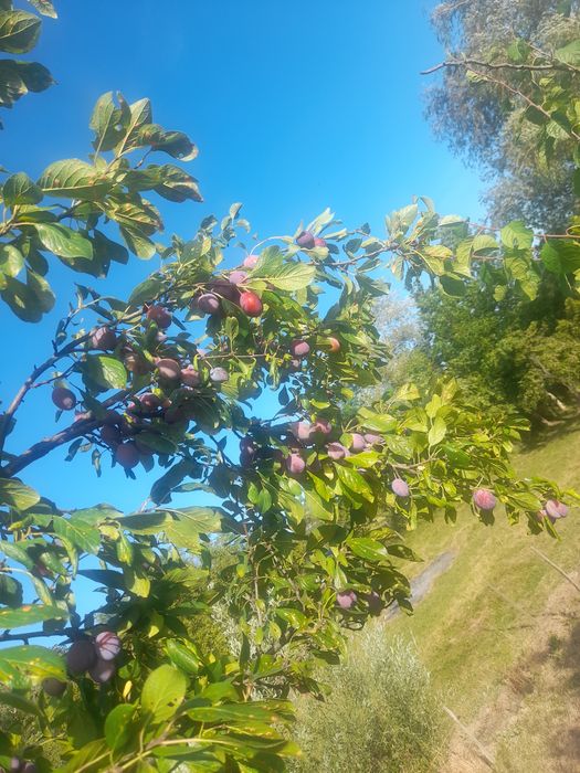 Prune de vinzare