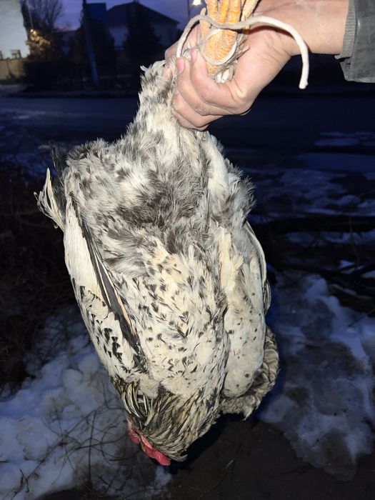 Қораздар сатылады домашний