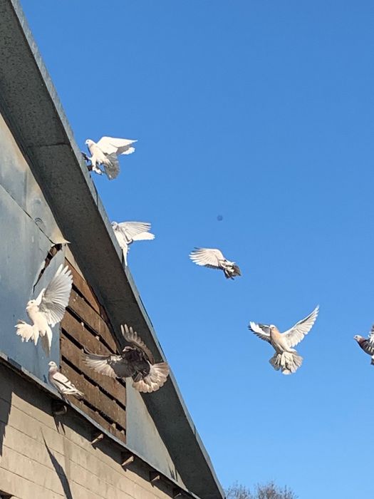 домашние голуби