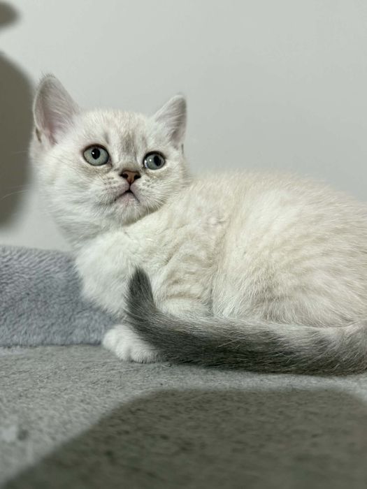 Сребърни британчета