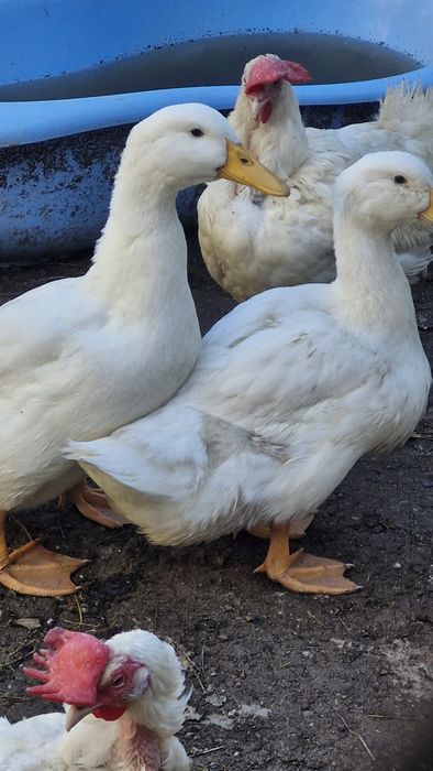 Продам уток пекинских