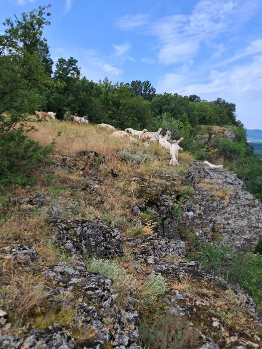 Домашно КОЗЕ  мляко,прясно сирене