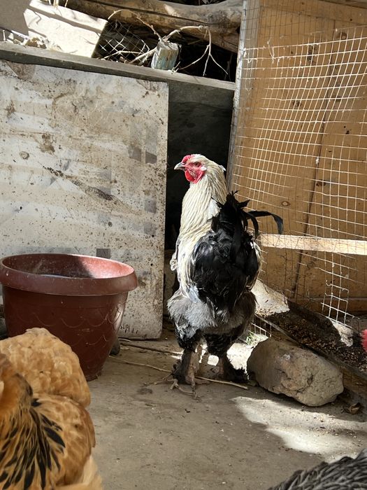 Bita xuroz ikkta tovuq sotiladi brama